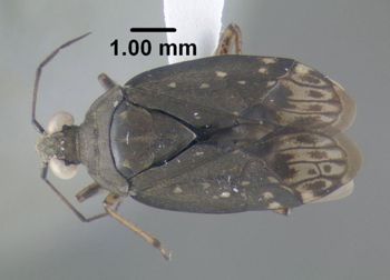Media type: image;   Entomology 619251 Aspect: habitus dorsal view